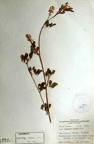 Official Record