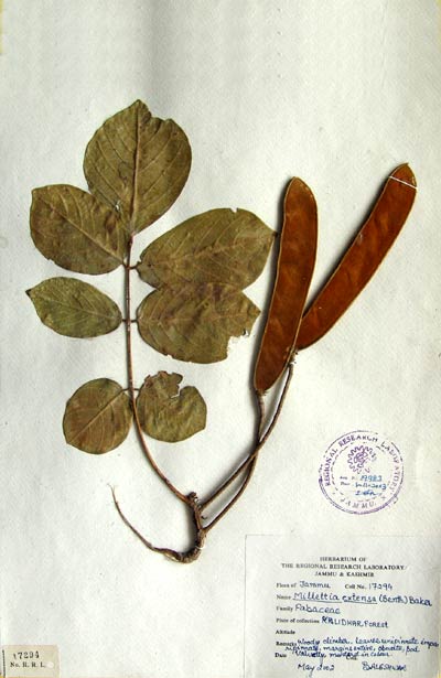 Official Record