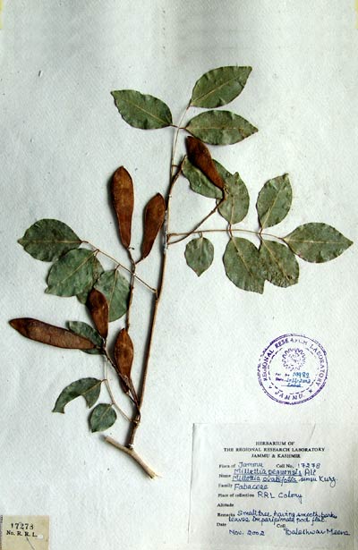 Official Record
