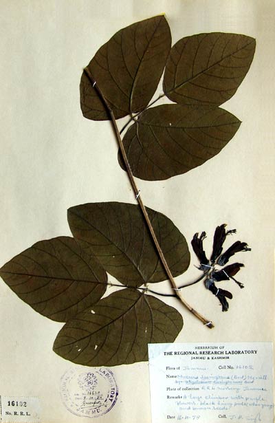 Official Record