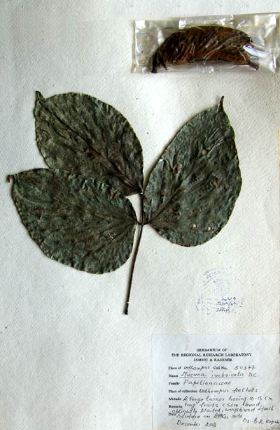 Official Record