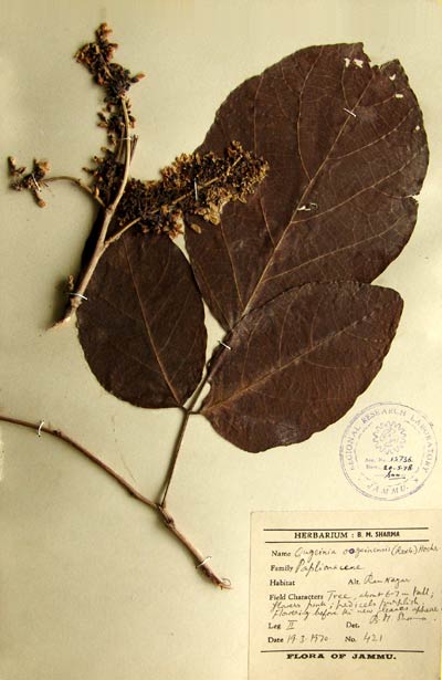 Official Record