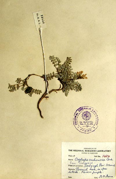 Official Record