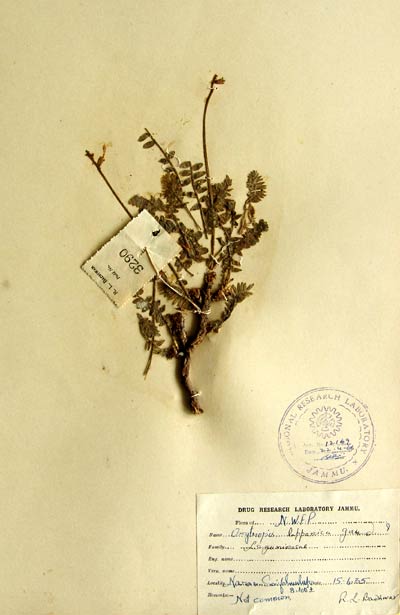 Official Record