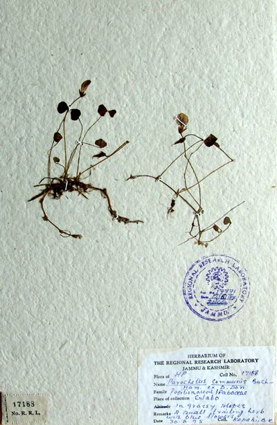 Official Record