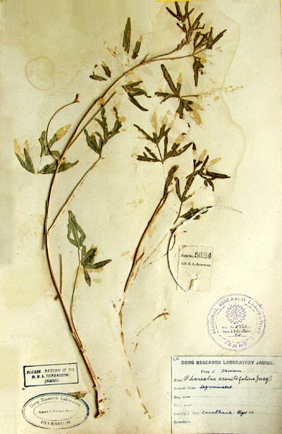 Official Record