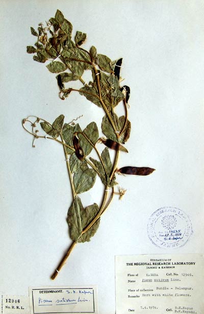 Official Record