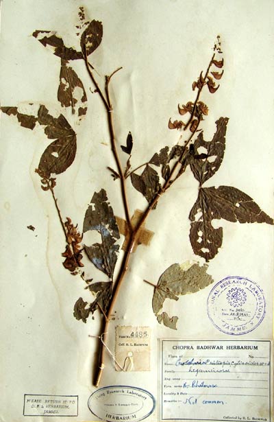 Official Record