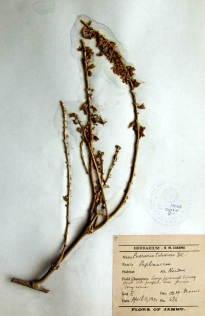 Official Record