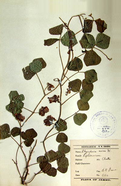 Official Record