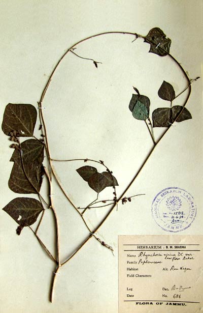 Official Record