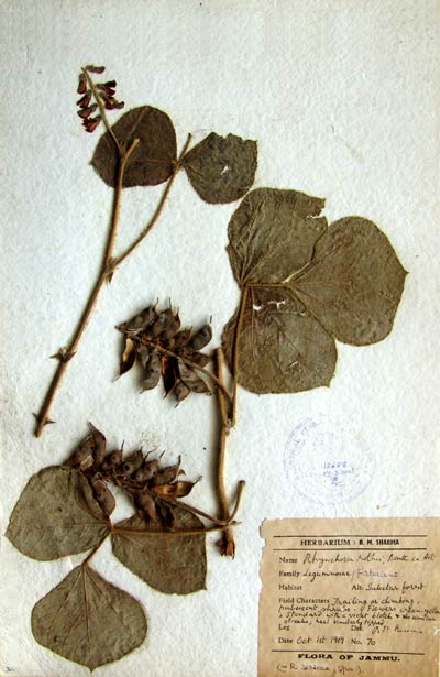 Official Record