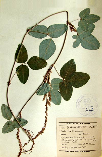 Official Record