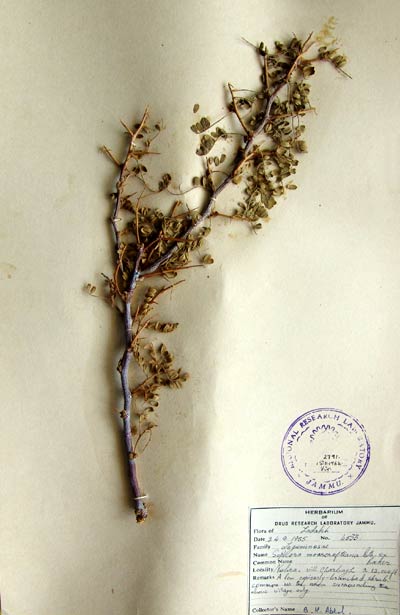 Official Record