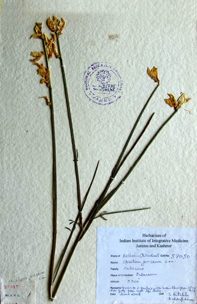 Official Record