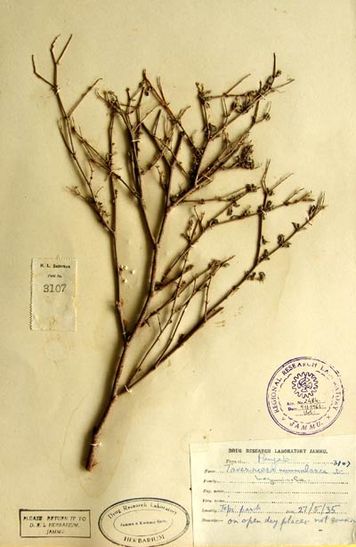 Official Record