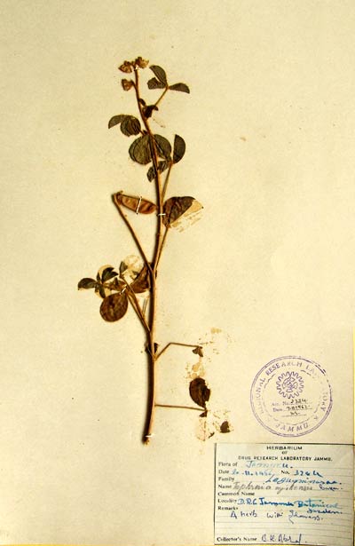 Official Record