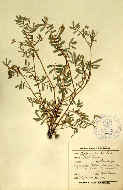 Official Record