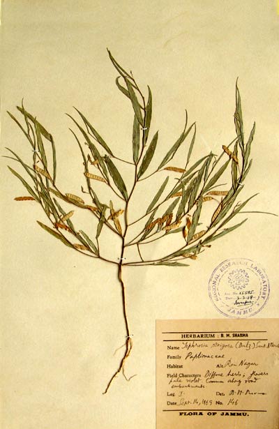 Official Record