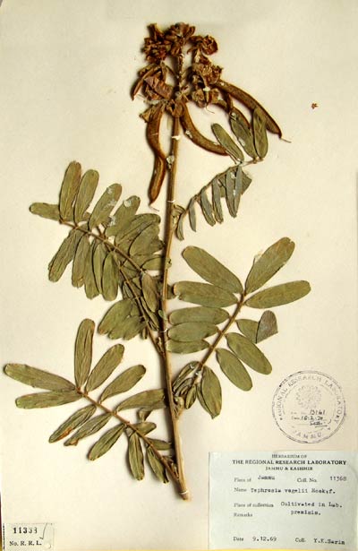 Official Record