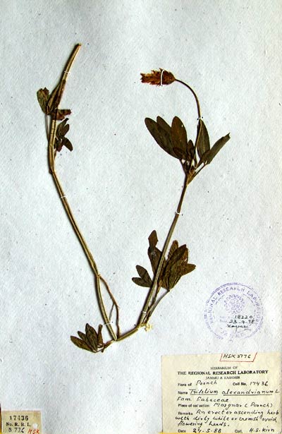 Official Record