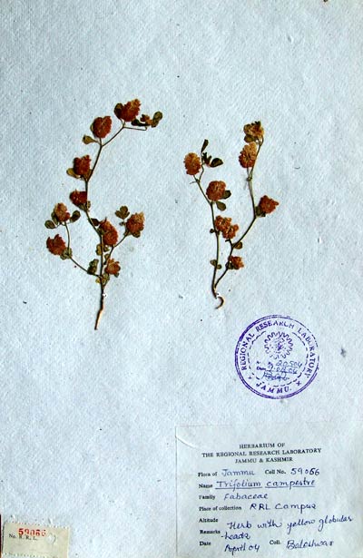 Official Record
