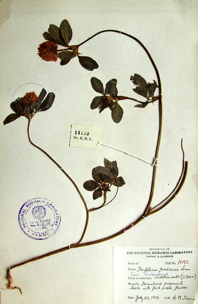 Official Record