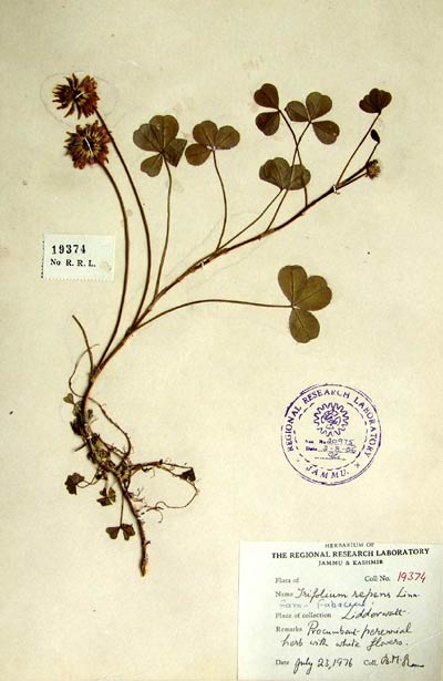 Official Record