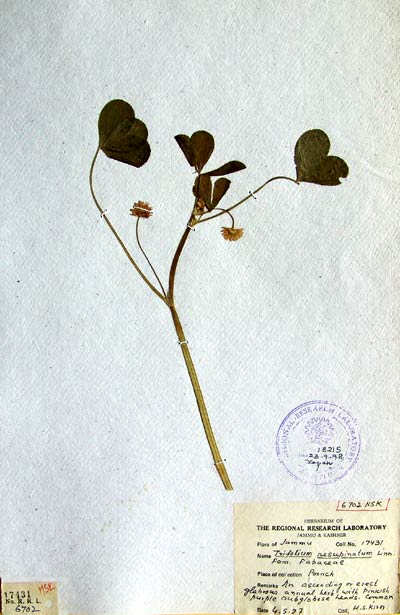 Official Record