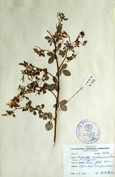 Official Record