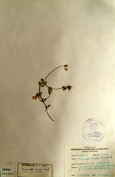 Official Record