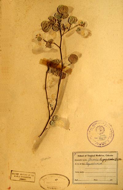 Official Record