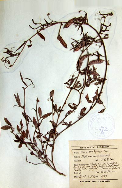 Official Record