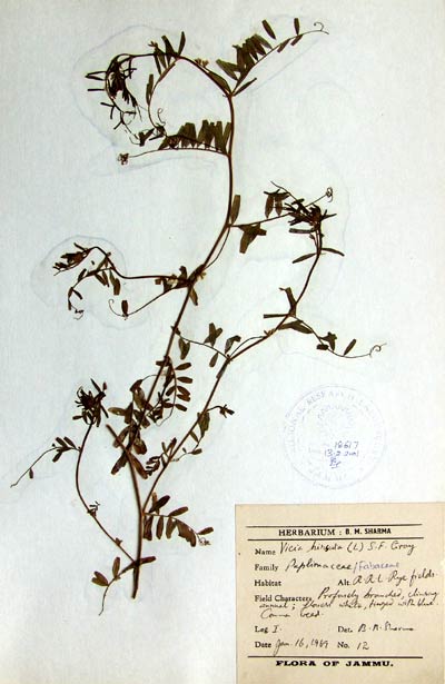 Official Record