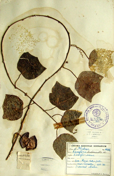 Official Record