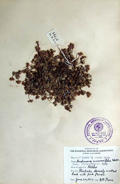 Official Record