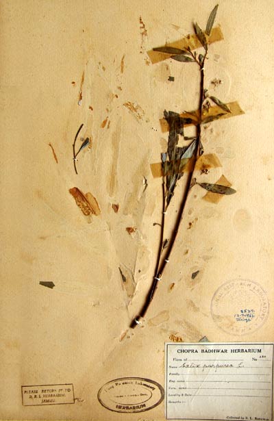 Official Record