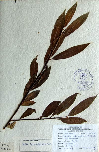 Official Record