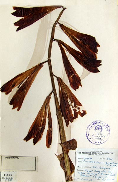 Official Record