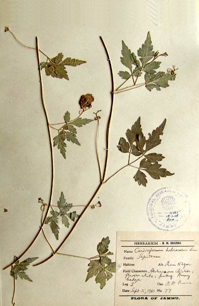 Official Record