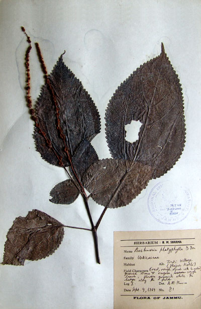 Official Record