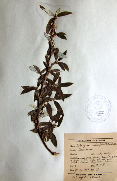 Official Record