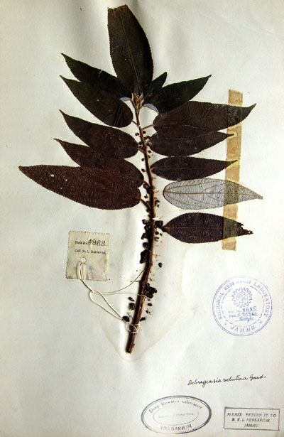 Official Record
