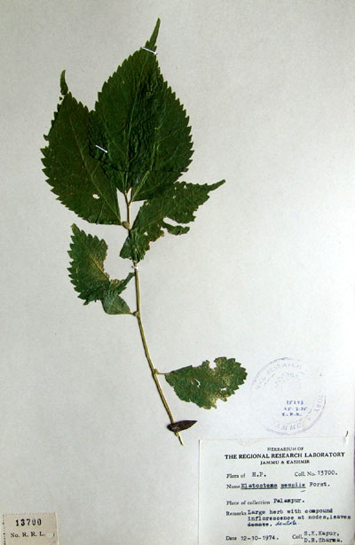 Official Record