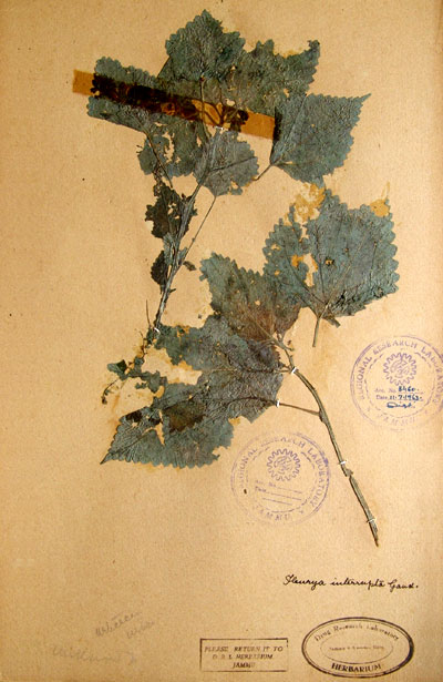 Official Record