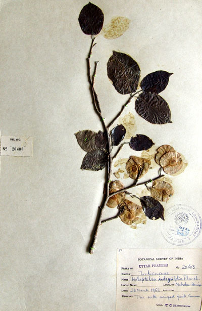 Official Record