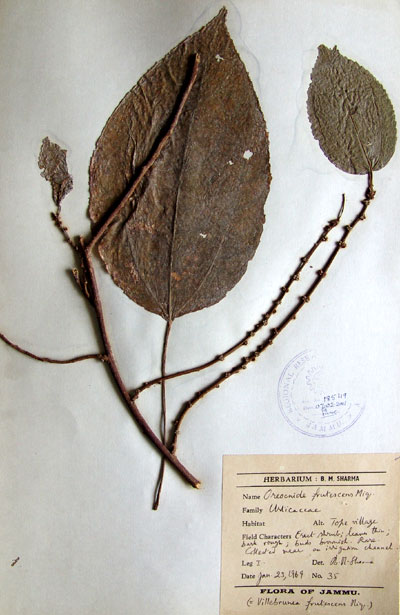 Official Record