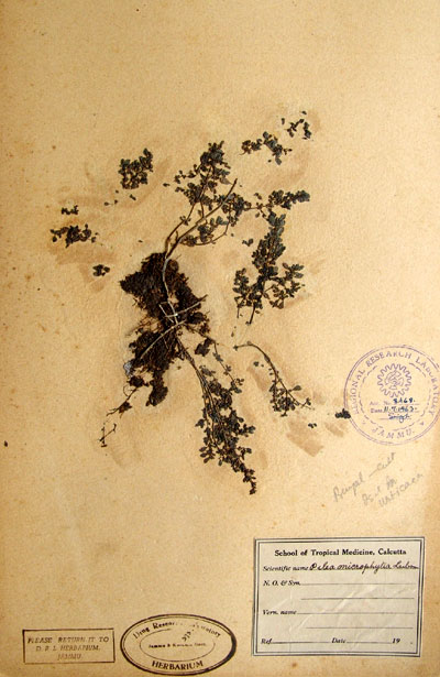 Official Record