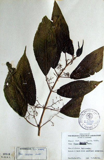 Official Record