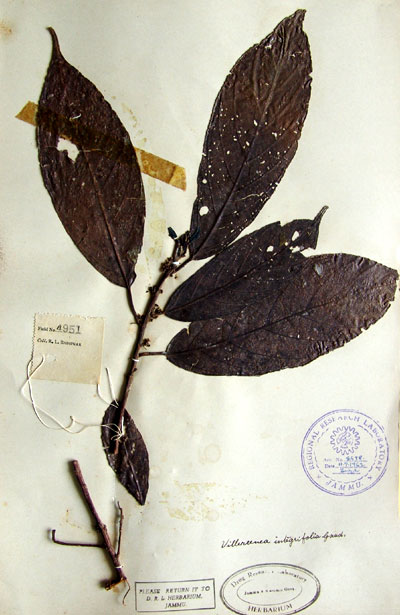 Official Record